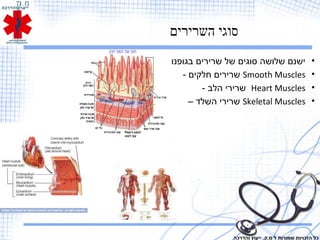 ‫השרירים‬ ‫סוגי‬
•‫בגופנו‬ ‫שרירים‬ ‫של‬ ‫סוגים‬ ‫שלושה‬ ‫ישנם‬
•Smooth Muscles- ‫חלקים‬ ‫שרירים‬
•Heart Muscles- ‫הלב‬ ‫שרירי‬
•Skeletal Muscles– ‫השלד‬ ‫שרירי‬
‫והדרכה‬ ‫ייעוץ‬ .‫מ.ק‬ ‫ל‬ ‫שמורות‬ ‫הזכויות‬ ‫כל‬
 