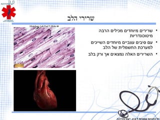 ‫הלב‬ ‫שרירי‬
•‫הרבה‬ ‫מכילים‬ ‫מיוחדים‬ ‫שרירים‬
‫מיטוכונדריות‬
•‫השייכים‬ ‫מיוחדים‬ ‫עצביים‬ ‫סיבים‬ ‫עם‬
‫הלב‬ ‫של‬ ‫החשמלית‬ ‫למערכת‬
•‫בלב‬ ‫ורק‬ ‫אך‬ ‫נמצאים‬ ‫האלה‬ ‫השרירים‬
‫והדרכה‬ ‫ייעוץ‬ .‫מ.ק‬ ‫ל‬ ‫שמורות‬ ‫הזכויות‬ ‫כל‬
 