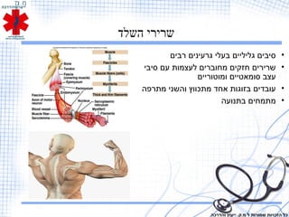‫השלד‬ ‫שרירי‬
•‫רבים‬ ‫גרעינים‬ ‫בעלי‬ ‫גליליים‬ ‫סיבים‬
•‫סיבי‬ ‫עם‬ ‫לעצמות‬ ‫מחוברים‬ ‫חזקים‬ ‫שרירים‬
‫ומוטוריים‬ ‫סומאטיים‬ ‫עצב‬
•‫מתרפה‬ ‫והשני‬ ‫מתכווץ‬ ‫אחד‬ ‫בזוגות‬ ‫עובדים‬
•‫בתנועה‬ ‫מתמחים‬
‫והדרכה‬ ‫ייעוץ‬ .‫מ.ק‬ ‫ל‬ ‫שמורות‬ ‫הזכויות‬ ‫כל‬
 