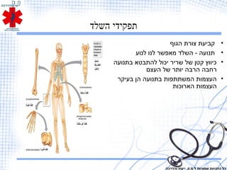 ‫השלד‬ ‫תפקידי‬
•‫הגוף‬ ‫צורת‬ ‫קביעת‬
•‫לנוע‬ ‫לנו‬ ‫מאפשר‬ ‫השלד‬ - ‫תנועה‬
•‫בתנועה‬ ‫להתבטא‬ ‫יכול‬ ‫שריר‬ ‫של‬ ‫קטן‬ ‫כיווץ‬
‫העצם‬ ‫של‬ ‫יותר‬ ‫הרבה‬ ‫רחבה‬
•‫בעיקר‬ ‫הן‬ ‫בתנועה‬ ‫המשתתפות‬ ‫העצמות‬
‫הארוכות‬ ‫העצמות‬
‫והדרכה‬ ‫ייעוץ‬ .‫מ.ק‬ ‫ל‬ ‫שמורות‬ ‫הזכויות‬ ‫כל‬
 