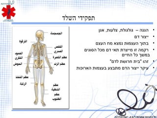 ‫השלד‬ ‫תפקידי‬
•‫אגן‬ ,‫צלעות‬ ,‫גולגולת‬ – ‫הגנה‬
•‫דם‬ ‫ייצור‬
•‫העצם‬ ‫מח‬ ‫נמצא‬ ‫העצמות‬ ‫בתוך‬
•‫הסוגים‬ ‫מכל‬ ‫דם‬ ‫תאי‬ ‫מייצרת‬ ‫זו‬ ‫רקמה‬
‫החיים‬ ‫כל‬ ‫במשך‬
•"‫לדם‬ ‫חרושת‬ ‫"בית‬ ‫זהו‬
•‫הארוכות‬ ‫בעצמות‬ ‫מתבצע‬ ‫הדם‬ ‫ייצור‬ ‫עיקר‬
‫והדרכה‬ ‫ייעוץ‬ .‫מ.ק‬ ‫ל‬ ‫שמורות‬ ‫הזכויות‬ ‫כל‬
 