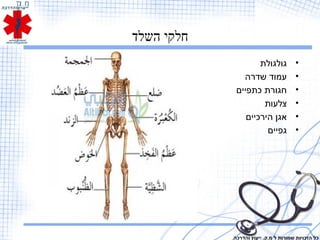 ‫השלד‬ ‫חלקי‬
•‫גולגולת‬
•‫שדרה‬ ‫עמוד‬
•‫כתפיים‬ ‫חגורת‬
•‫צלעות‬
•‫הירכיים‬ ‫אגן‬
•‫גפיים‬
‫והדרכה‬ ‫ייעוץ‬ .‫מ.ק‬ ‫ל‬ ‫שמורות‬ ‫הזכויות‬ ‫כל‬
 