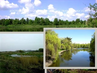 ДОСЛІДЖЕННЯ ФАУНИ БЕЗХРЕБЕТНИХ ТВАРИН РІЧКИ УСТЯ
. .ВС В ОЛЕКСИН РІВНЕНСЬКОГО РАЙОНУ
 