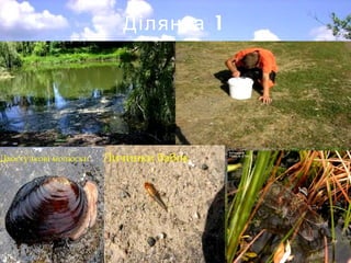 1Ділянка
Личинки бабокДвостулкові молюски
 