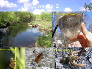 2Ділянка
Волохокрилець Річковий рак
Личинки мошок
 