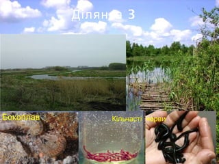 3Ділянка
Бокоплав Кільчасті черви
 