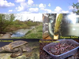 4Ділянка
Личинки бабок
Кі льчасті червиСтавковик
 