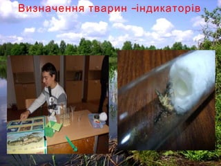 –Визначення тварин індикаторів
 
