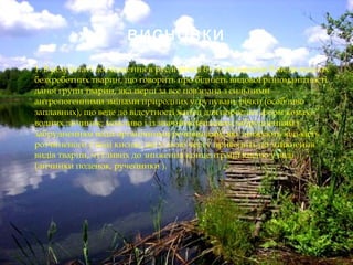 висновки
 1. В результаті дослідження в руслі річки було виловлено 9 видів водних
безхребетних тварин, що говорить про бідність видової різноманітності
даної групи тварин, яка перш за все пов'язана з сильними
антропогенними змінами природних угрупувань річки (особливо
заплавних), що веде до відсутності жител для дорослих форм комах,
водних личинок; можливо і із значним тепловим забрудненням і
забрудненням води органічними речовинами, які знижують кількість
розчиненого у воді кисню, що у свою чергу приводить до зникнення
видів тварин, чутливих до зниження концентрації кисню у воді
(личинки поденок, ручейники ).
 