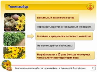 презентация топинамбур | PPT