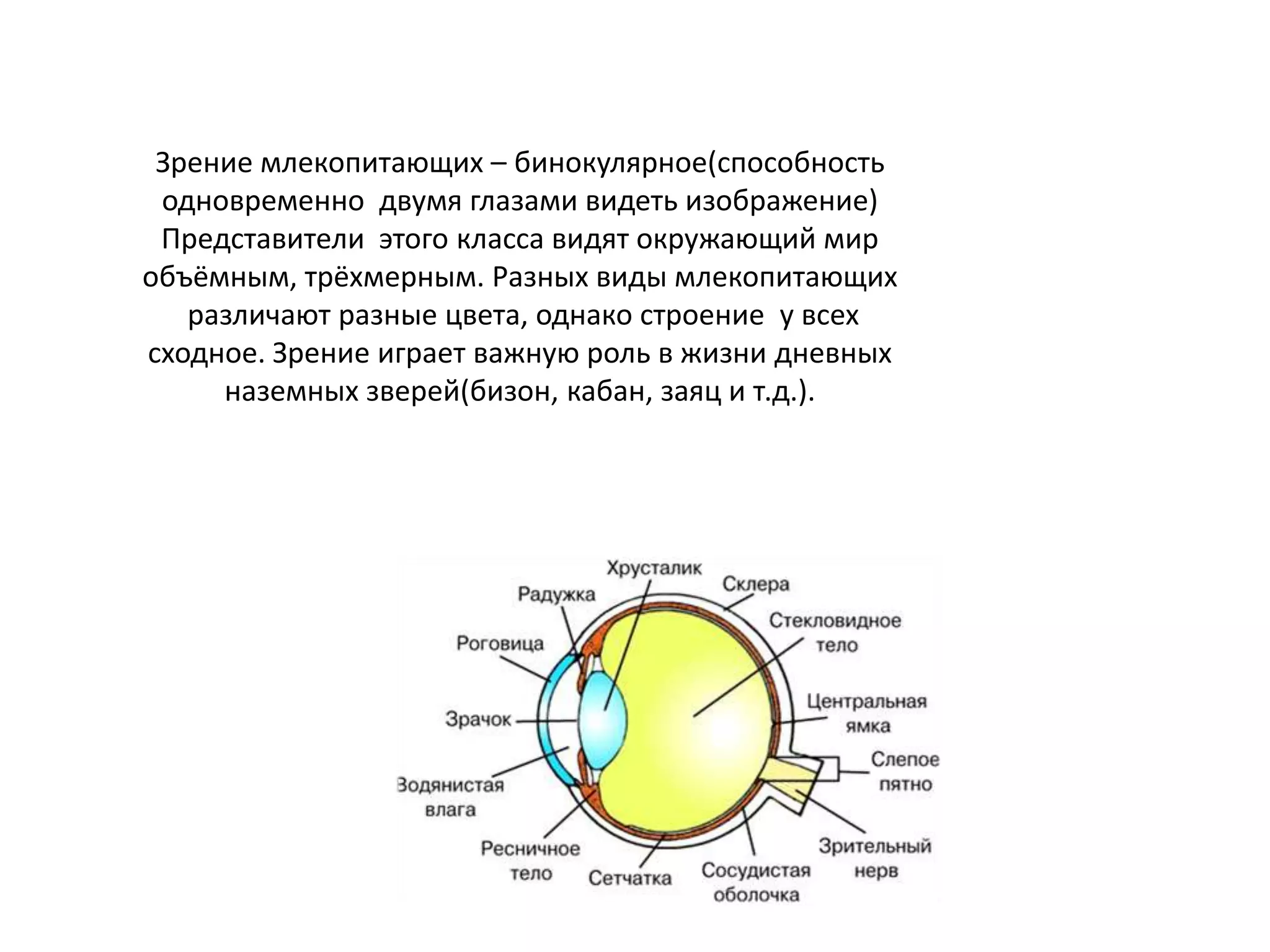 Зрение млекопитающих – бинокулярное(способность
одновременно двумя глазами видеть изображение)
Представители этого класса видят окружающий мир
объёмным, трёхмерным. Разных виды млекопитающих
различают разные цвета, однако строение у всех
сходное. Зрение играет важную роль в жизни дневных
наземных зверей(бизон, кабан, заяц и т.д.).
 