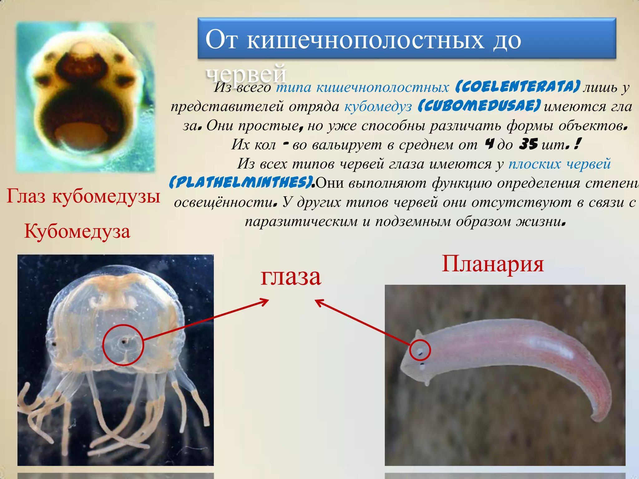 Из всего типа кишечнополостных (Coelenterata) лишь у
представителей отряда кубомедуз (Cubomedusae) имеются гла –
за. Они простые, но уже способны различать формы объектов.
Их кол – во вальирует в среднем от 4 до 35 шт. !
Из всех типов червей глаза имеются у плоских червей
(Plathelminthes).Они выполняют функцию определения степени
освещѐнности. У других типов червей они отсутствуют в связи с
паразитическим и подземным образом жизни.
От кишечнополостных до
червей
Глаз кубомедузы
глаза Планария
Кубомедуза
 