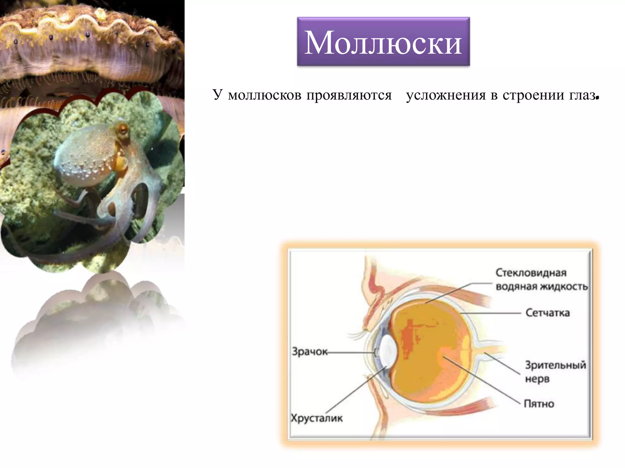 У моллюсков проявляются усложнения в строении глаз.
Моллюски
 
