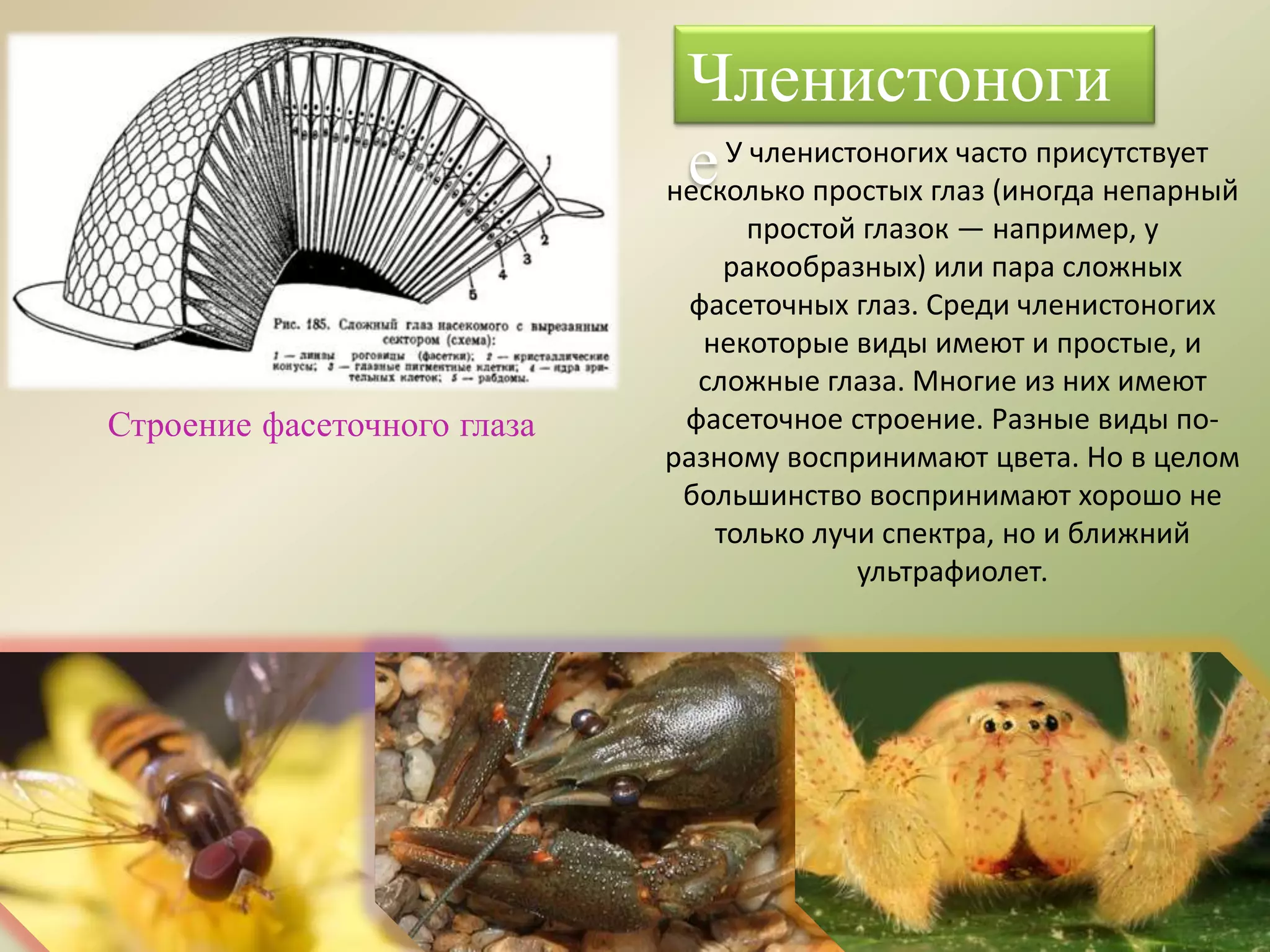 Членистоноги
е
Строение фасеточного глаза
У членистоногих часто присутствует
несколько простых глаз (иногда непарный
простой глазок — например, у
ракообразных) или пара сложных
фасеточных глаз. Среди членистоногих
некоторые виды имеют и простые, и
сложные глаза. Многие из них имеют
фасеточное строение. Разные виды по-
разному воспринимают цвета. Но в целом
большинство воспринимают хорошо не
только лучи спектра, но и ближний
ультрафиолет.
 