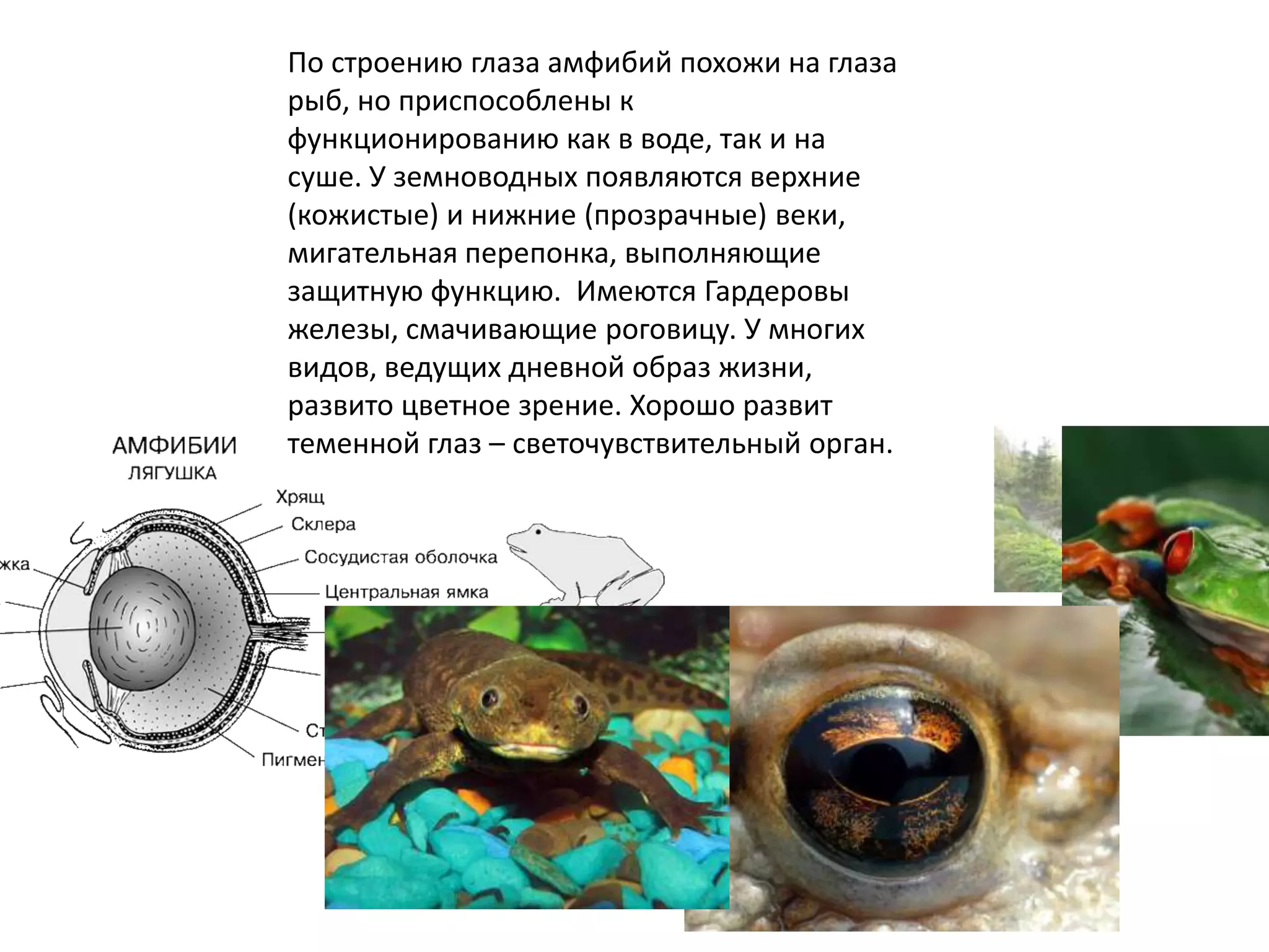 По строению глаза амфибий похожи на глаза
рыб, но приспособлены к
функционированию как в воде, так и на
суше. У земноводных появляются верхние
(кожистые) и нижние (прозрачные) веки,
мигательная перепонка, выполняющие
защитную функцию. Имеются Гардеровы
железы, смачивающие роговицу. У многих
видов, ведущих дневной образ жизни,
развито цветное зрение. Хорошо развит
теменной глаз – светочувствительный орган.
 