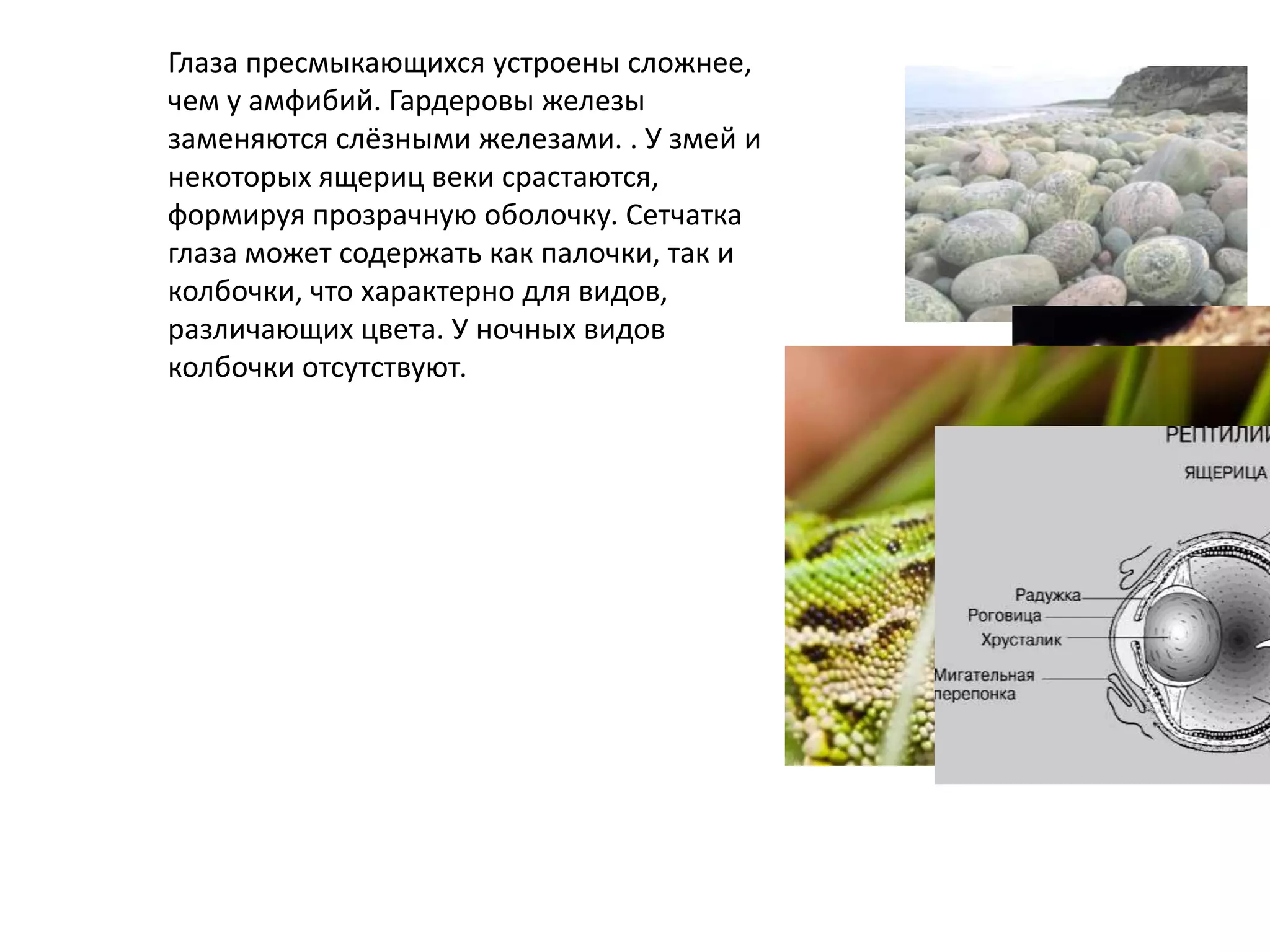 Глаза пресмыкающихся устроены сложнее,
чем у амфибий. Гардеровы железы
заменяются слёзными железами. . У змей и
некоторых ящериц веки срастаются,
формируя прозрачную оболочку. Сетчатка
глаза может содержать как палочки, так и
колбочки, что характерно для видов,
различающих цвета. У ночных видов
колбочки отсутствуют.
 
