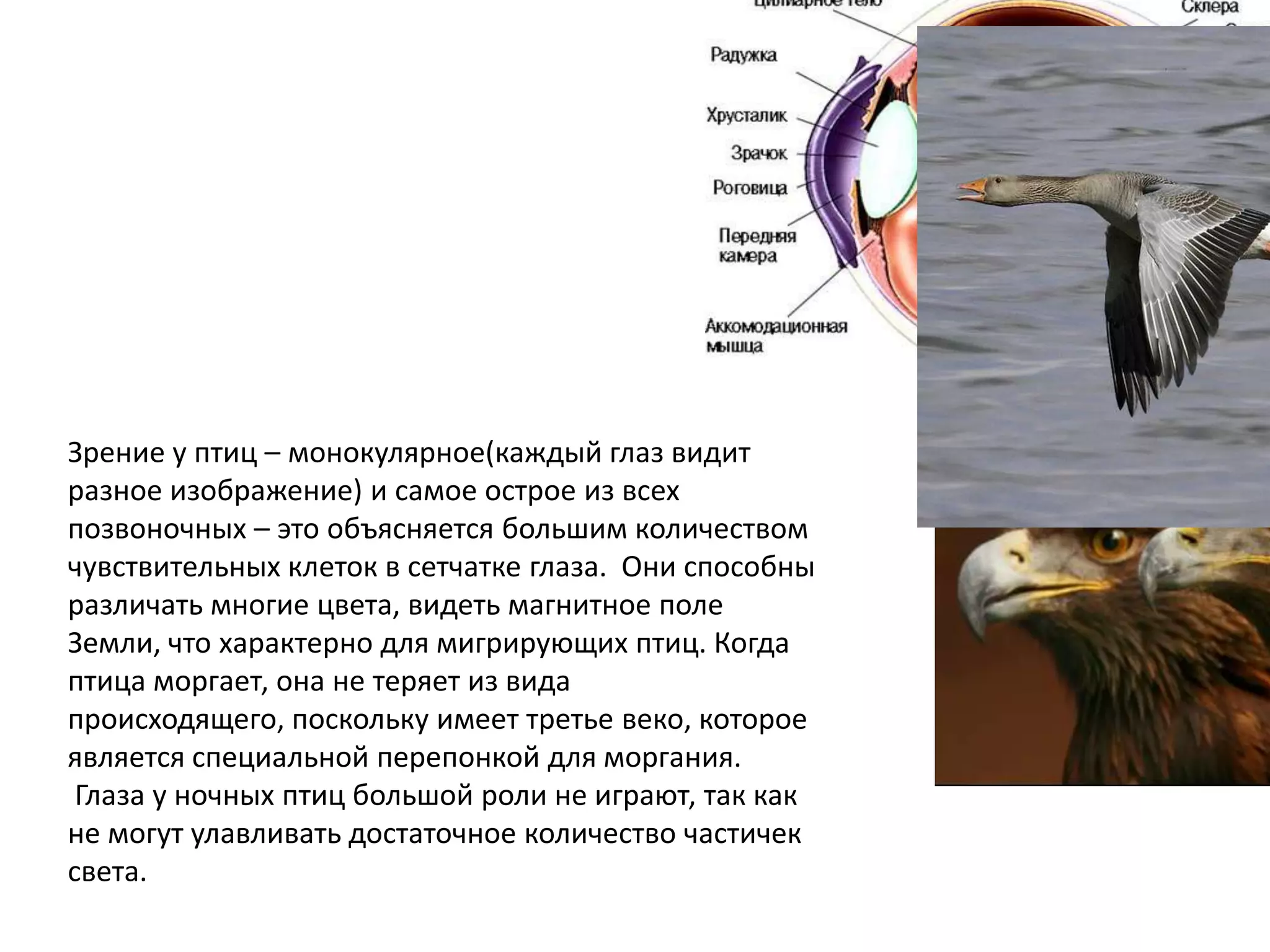 Зрение у птиц – монокулярное(каждый глаз видит
разное изображение) и самое острое из всех
позвоночных – это объясняется большим количеством
чувствительных клеток в сетчатке глаза. Они способны
различать многие цвета, видеть магнитное поле
Земли, что характерно для мигрирующих птиц. Когда
птица моргает, она не теряет из вида
происходящего, поскольку имеет третье веко, которое
является специальной перепонкой для моргания.
Глаза у ночных птиц большой роли не играют, так как
не могут улавливать достаточное количество частичек
света.
 