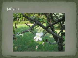 Proleće u srcu Šumadije