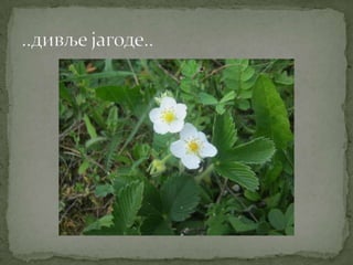 Proleće u srcu Šumadije