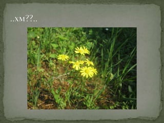 Proleće u srcu Šumadije