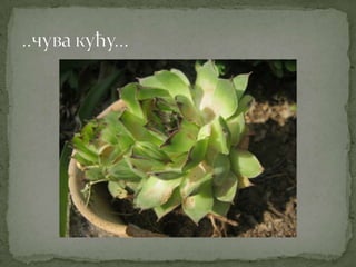 Proleće u srcu Šumadije