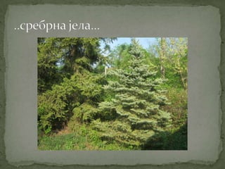 Proleće u srcu Šumadije