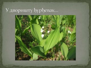 Proleće u srcu Šumadije