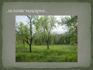 Proleće u srcu Šumadije