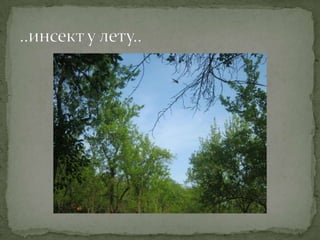 Proleće u srcu Šumadije