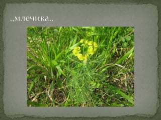 Proleće u srcu Šumadije