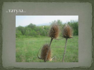 Proleće u srcu Šumadije