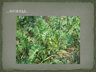 Proleće u srcu Šumadije