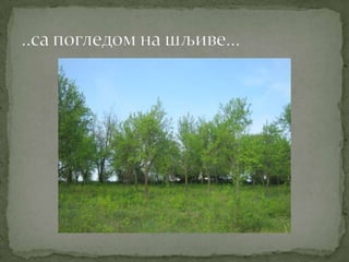 Proleće u srcu Šumadije