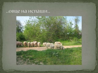 Proleće u srcu Šumadije