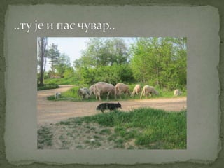 Proleće u srcu Šumadije