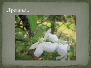 Proleće u srcu Šumadije