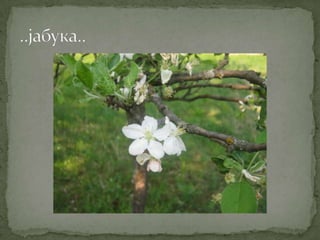 Proleće u srcu Šumadije