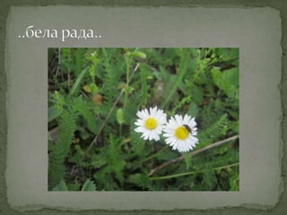 Proleće u srcu Šumadije