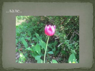 Proleće u srcu Šumadije