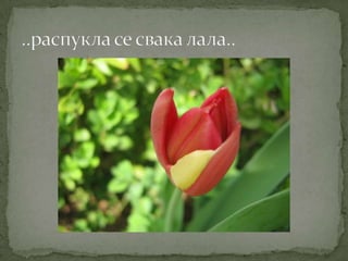 Proleće u srcu Šumadije