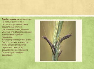 грибы паразиты | PPT