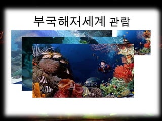 부국해저세계 관람
 