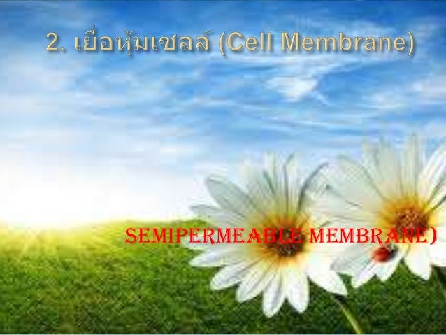 à¹€à¸‹à¸¥à¸¥à¹Œ à¸žà¸·à¸Š