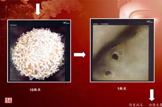 传发此文 功德无量
10微米 1微米
 