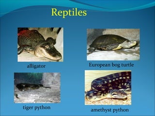 Reptiles
European bog turtlealligator
amethyst pythontiger python
 