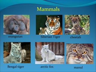 Mammals
orangutan Siberian Tiger cheetah
Bengal tiger manularctic fox
 