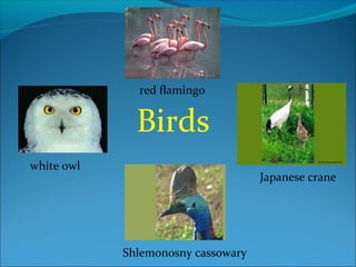 Birds
white owl
Shlemonosny cassowary
red flamingo
Japanese crane
 