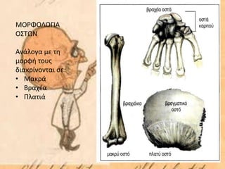 ΜΟΡΦΟΛΟΓΙΑ
ΟΣΤΩΝ
Ανάλογα με τη
μορφή τους
διακρίνονται σε:
• Μακρά
• Βραχέα
• Πλατιά
 