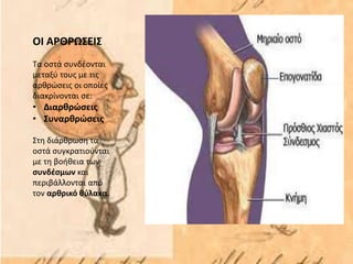ΟΙ ΑΡΘΡΩΣΕΙΣ
Τα οστά συνδέονται
μεταξύ τους με τις
αρθρώσεις οι οποίες
διακρίνονται σε:
• Διαρθρώσεις
• Συναρθρώσεις
Στη διάρθρωση τα
οστά συγκρατιούνται
με τη βοήθεια των
συνδέσμων και
περιβάλλονται από
τον αρθρικό θύλακα.
 