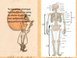 Το ερειστικό σύστημα
περιλαμβάνει τα οστά,
τα οποία συνδεόμενα
στις αρθρώσεις
σχηματίζουν το σκελετό
 